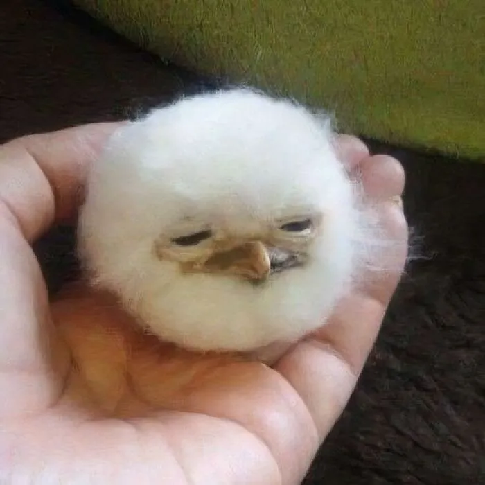 This IG Page Is Notorious For Sharing Hilarious Animal Posts, Here Are 50 Of The Best