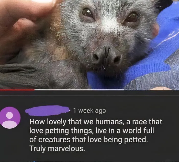 This IG Page Is Notorious For Sharing Hilarious Animal Posts, Here Are 50 Of The Best