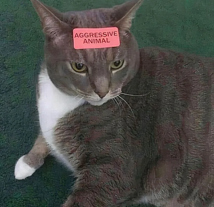 This IG Page Is Notorious For Sharing Hilarious Animal Posts, Here Are 50 Of The Best