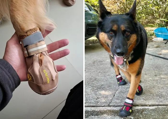Crack The Code To Happy Paws This Summer: <a Style="Display:inline;" Href=" Https://Www.amazon.com/Dp/B07jnbyf24?ascsubtag=7696255%2c38%2c51%2cd%2c0%2c0%2c0%2c900%3a2%3b974%3a3%3b1125%3a1%3b1338%3a1%2c47866517%2c0%2c0%2c0&btn_ref=srctok-B05a40f13e15a8f1&linkcode=ll1&tag=bprhinoceros-20&linkid=3b9bc5863b117ed25524e259c8a49721&language=en_us&ref_=as_li_ss_tl" Target="_blank"><span Style="Font: Inherit; Color: #d74b1f;"> Dog Boots & Paw Protectors</Span> For All-Terrain Adventures!