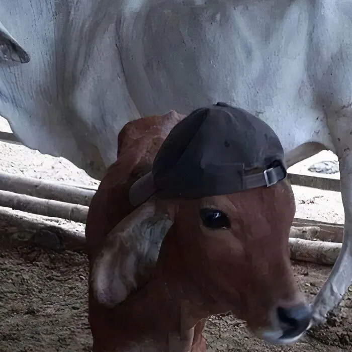 This IG Page Is Notorious For Sharing Hilarious Animal Posts, Here Are 50 Of The Best