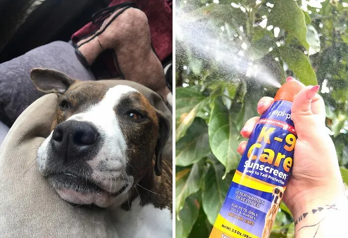 Sun Protection Isn't Just For Humans! Keep Your Pup's Skin Healthy And Sunburn-Free With This <a Style="Display:inline;" Href=" Https://Www.amazon.com/Dp/B002ai39qw?ascsubtag=7696255%2c14%2c51%2cd%2c0%2c0%2c0%2c900%3a2%3b974%3a3%3b1125%3a1%3b1338%3a1%2c47884136%2c0%2c0&th=1%25252c0%252c0%2c0&btn_ref=srctok-F96754b09af2d17f&linkcode=ll1&tag=bprhinoceros-20&linkid=3028f705f7129b13dfbce251bdfe8fec&language=en_us&ref_=as_li_ss_tl" Target="_blank"><span Style="Font: Inherit; Color: #d74b1f;"> K-9 Care Sunscreen</Span>