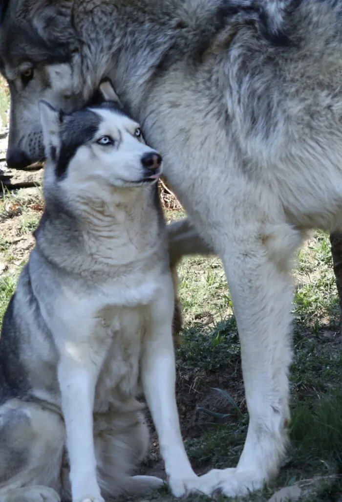 Este husky junto a un lobo. Parece un cachorro junto a su madre