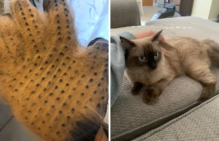 A <a Style="Display:inline;" Href="Https://Www.amazon.com/Pet-Hair-Remover-Glove-Deshedding/Dp/B01n66y1ik?ie=utf8&th=1&linkcode=ll1&tag=bptiger-20&linkid=1113ed8ef9ea328b332967041d3a4c7a&language=en_us&ref_=as_li_ss_tl" Target="_blank"><span Style="Font: Inherit; Color: #d74b1f;"> Pet Hair Remover Glove</Span> Isn't Just A Grooming Tool, It's A Bonding Experience Disguised As A Cleaning Miracle 