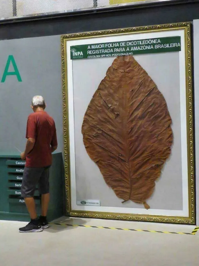 The Largest Leaf That's Ever Been Found