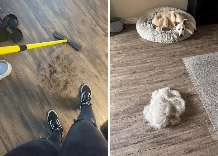 Pet Hair Got Your Floors Looking Like A Shag Carpet? This   <a Style="Display:inline;" Href="Https://Www.amazon.com/Dp/B000efdooa?ascsubtag=7716194%2c10%2c45%2cd%2c0%2c0%2cbf-Web-Hf%2c900%3a2%3b974%3a3%3b1125%3a1%3b1338%3a1%2c49908097%2c0%2c0%2c0&btn_ref=srctok-8b2c4fb62b357aa5&linkcode=ll1&tag=bpbuffalo-20&linkid=6c54dd9d1351d351dbaf916872996ffb&language=en_us&ref_=as_li_ss_tl " Target="_blank"><span Style="Font: Inherit; Color: #d74b1f;"> Furemover Broom</Span> Will Have Them Looking Fur-Bulous In No Time!