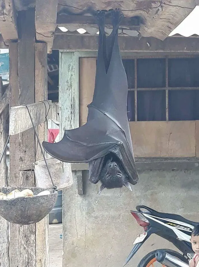No es un vampiro, es un murciélago diadema de Filipinas