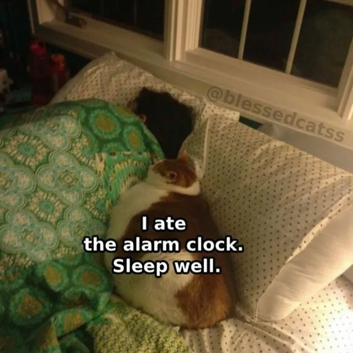 A cat cuddles with a sleeping person, captioned "I ate the alarm clock. Sleep well," adding humor to the scene.