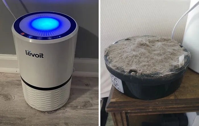Breathe Easy, Allergy Sufferers! A Quality   <a Style="Display:inline;" Href="Https://Www.amazon.com/Dp/B071d58zy5?ascsubtag=7716194%2c18%2c45%2cd%2c0%2c0%2cbf-Web-Hf%2c900%3a2%3b974%3a3%3b1125%3a1%3b1338%3a1%2c49908081%2c0%2c0%2c0&btn_ref=srctok-Ceeaa58240eface5&th=1&linkcode=ll1&tag=bpbuffalo-20&linkid=c68367d543dc79c0524bc41844c04625&language=en_us&ref_=as_li_ss_tl " Target="_blank"><span Style="Font: Inherit; Color: #d74b1f;"> Air Purifier</Span> Will Have You Feeling Like You're Living In A Pollen-Free Paradise