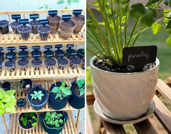 <a Style="Display:inline;" Href="Https://Www.amazon.com/Whaline-Plastic-Waterproof-Nursery-Markers/Dp/B07dfcsgy1?dib=eyj2ijoimsj9.sbiq-Btyqk7qq075v3so_h5k1sq3kanhf6hlcu7j2iarh4syvzsfqerh0ce0rcjje2_r2kv9o4u3eagciu2zgdqxuzz5ccpbzvx4a2ojsen6wza0qmmwmkviscaict4f0scjwp8lxymhzwr68eial9-9bbxnfbhosuvejtmgyk2ztyozsthiuabwcye_wwmtxqfu-Mugz-Zatvrc--Dlozyk7pdliiica3ngcscf4agdfmmqb491mfe0rw3nou2pzs0xgr7zk1rvihn3bfqcjiwnvugw1gilubjtahoiusc.sagvobqsnjcejyesg_2fp1u7-H8anjbgjcesskgzugg&dib_tag=se&keywords=black%2bplant%2btags&qid=1723808686&sr=8-3-Spons&sp_csd=d2lkz2v0tmftzt1zcf9hdgy&th=1&linkcode=ll1&tag=bpparrot-20&linkid=2a0c3fdcd54932352ba46f651279526c&language=en_us&ref_=as_li_ss_tl" Target="_blank">     <span Style="Font:inherit;color:#d74b1f;"> Waterproof Labels</Span>  Will Keep Your Garden Organized