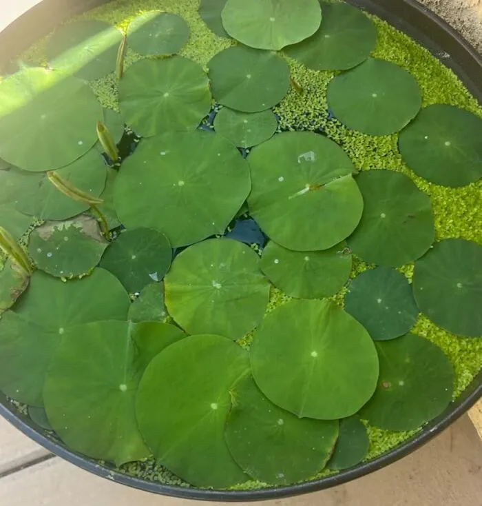 These <a Style="Display:inline;" Href=" Https://Www.amazon.com/Planting-Beautiful-Plants-Indoor-Outdoor/Dp/B0d6l7zq97?ie=utf8&linkcode=ll1&tag=bpmammoth-20&linkid=c9170f9e1bf193c6f127b43549a534bf&language=en_us&ref_=as_li_ss_tl" Target="_blank">     <span Style="Font: Inherit; Color: #d74b1f;"> Mixed Pink, Red & Green Color Bowl Lotus Seeds</Span> Will Turn Your Pond Into A Monet Masterpiece, Minus The Grumpy French Dude