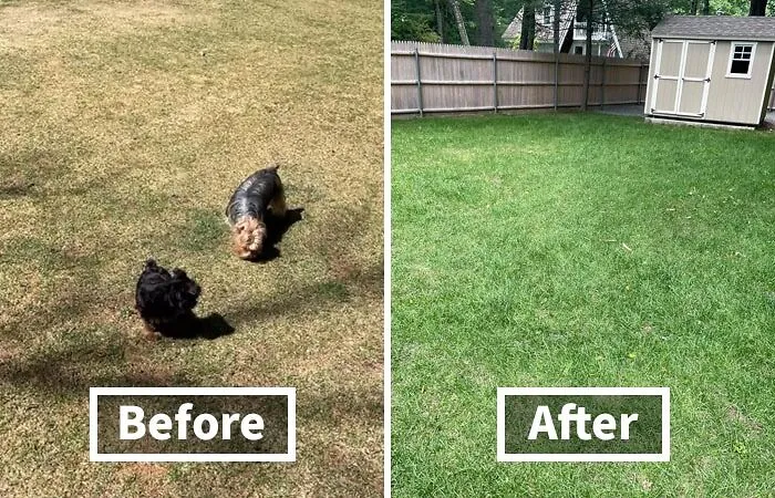 Your Lawn Will Be Singing "Hallelujah" With This <a Style="Display:inline;" Href=" Https://Www.amazon.com/Scotts-Seed-Shade-17530-Repair/Dp/B0168k8y94?ie=utf8&linkcode=ll1&tag=bptapir-20&linkid=e15559be152e9d24ef5bdee12c82fbac&language=en_us&ref_=as_li_ss_tl" Target="_blank">     <span Style="Font: Inherit; Color: #d74b1f;"> Dog Spot Repair Sun And Shade</Span> - Kiss Those Unsightly Brown Spots Goodbye!