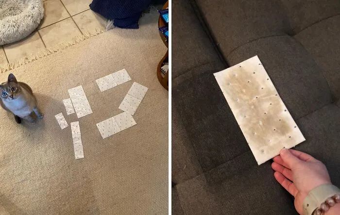 Stains And Odors Don't Stand A Chance Against These <a Style="Display:inline;" Href=" Https://Www.amazon.com/Dp/B0725zkxvv?ascsubtag=7696809%2c13%2c32%2cd%2c0%2c0%2cbf-Web-Hf%2c900%3a2%3b974%3a1%3b1125%3a1%3b1338%3a1%2c47929703%2c0%2c0%2c0&aa_adgroupid=lv_tookffegqqlmuwcr9l&aa_campaignid=lv_tgw7tgbjbytw4pfopv&maas=maas_adg_api_582047475920688411_static_9_129&aa_creativeid=lv_gbjca8bjfubdg7feug&btn_ref=srctok-Db0df5d320d6ae22&th=1&linkcode=ll1&tag=bptapir-20&linkid=1b57323ba2548787d21d6c81b5791c66&language=en_us&ref_=as_li_ss_tl" Target="_blank">     <span Style="Font: Inherit; Color: #d74b1f;"> Bissell Stomp 'N Go Pads</Span>