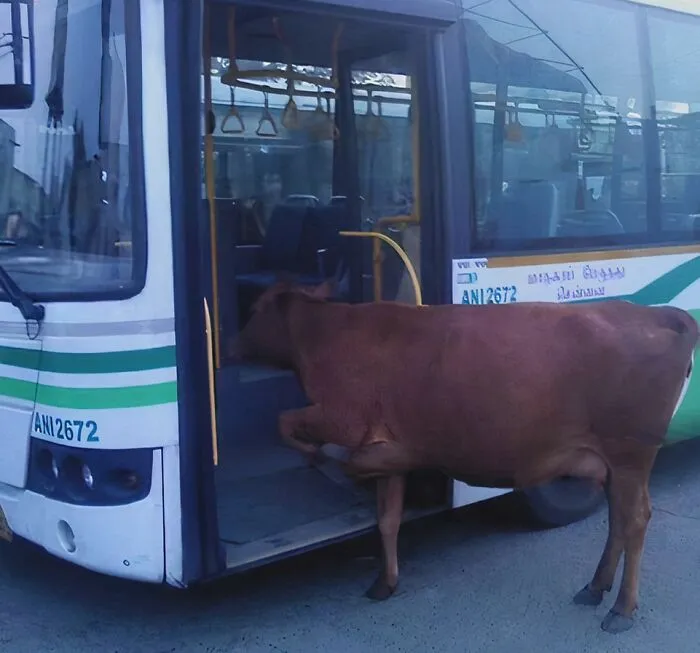 50 Random, Funny, And Unhinged Images That Show Off The Bizarre Side Of India