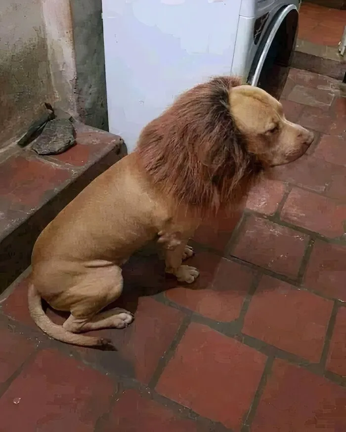50 Random, Funny, And Unhinged Images That Show Off The Bizarre Side Of India