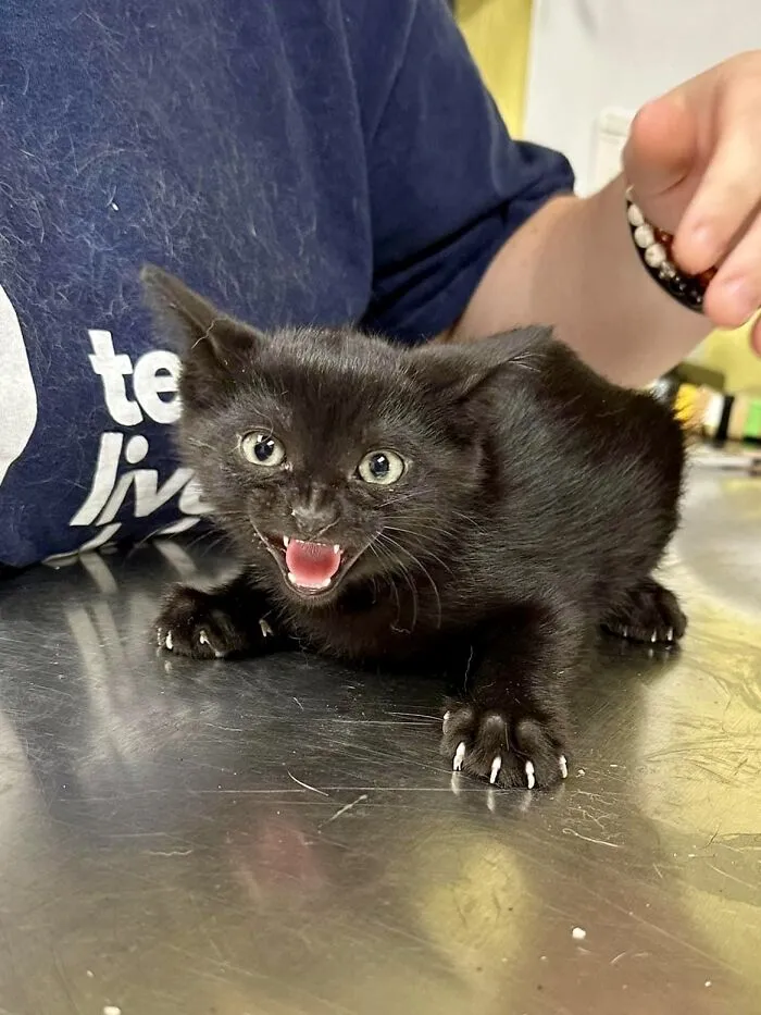 This Spicy 1 Month Old Guy Was Posted By A Local Cat Rescue, Him And His Siblings Were Brought In As Strays And Are Being Socialized