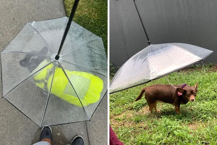 Rainy Walks Just Got A Whole Lot More Paw-Some With This <a Style="Display:inline;" Href=" Https://Www.amazon.com/Lesypet-Umbrella-Leash-Fits-Length/Dp/B00sv3zp7q?ie=utf8&linkcode=ll1&tag=bpiguana-20&linkid=0682ab232866fa5b0c64e7b94243ebb5&language=en_us&ref_=as_li_ss_tl" Target="_blank"><span Style="Font: Inherit; Color: #d74b1f;"> Lesypet Dog Umbrella With Leash</Span>