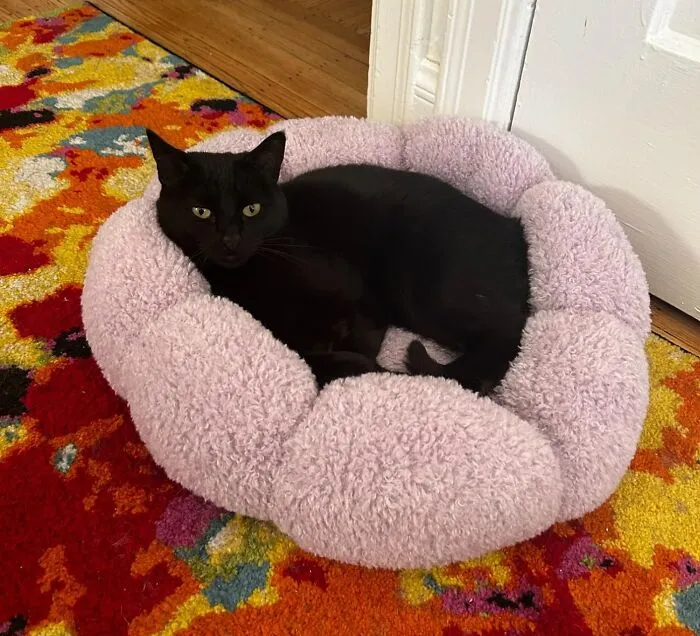 Stylish <a Style="Display:inline;" Href="Https://Www.amazon.com/Lesure-Calming-Beds-Indoor-Cats/Dp/B0bvvwq599?ie=utf8&th=1&linkcode=ll1&tag=bpdog-20&linkid=de03962923d62004fea8c10c86c5e72d&language=en_us&ref_=as_li_ss_tl" Target="_blank"> <span Style="Font: Inherit; Color: #d74b1f;"> Pet Bed</Span> – Create The Perfect Cozy Corner For Your Furry Friend And Enhance Your Home’s Mood