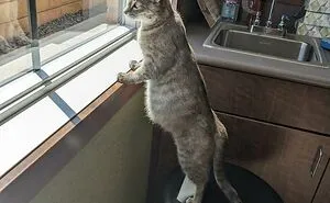 50 Of The Most Adorable Photos Of Pregnant Animals (New Pics)