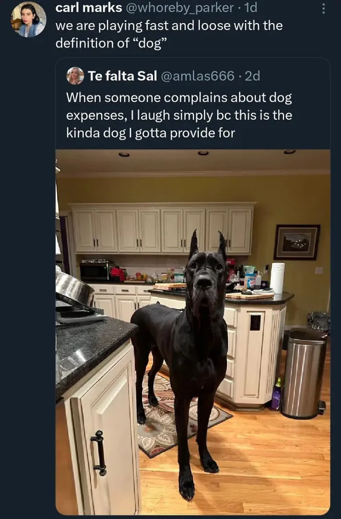Of A Dog