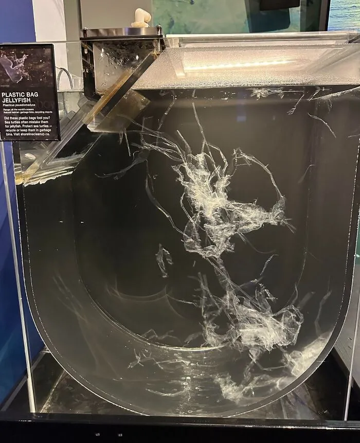 Medusa Bolsa de plástico en el Aquarium de Vancouver
