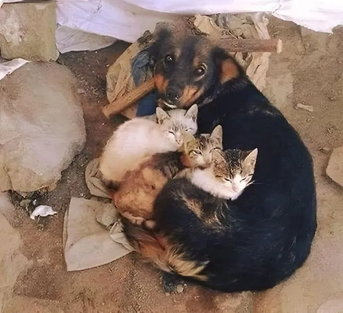 23 Historias reconfortantes que demuestran que no nos merecemos a los animales