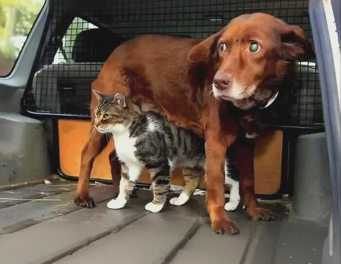 23 Historias reconfortantes que demuestran que no nos merecemos a los animales