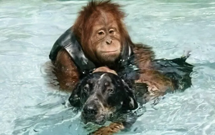 23 Historias reconfortantes que demuestran que no nos merecemos a los animales