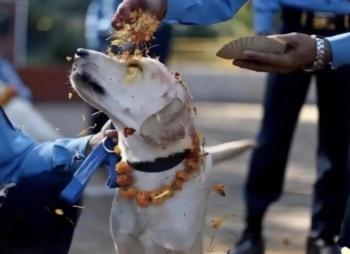 23 Historias reconfortantes que demuestran que no nos merecemos a los animales