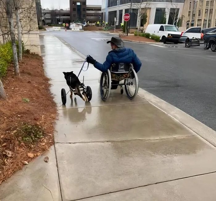 50 Uplifting Posts That Prove We Don’t Deserve Animals, As Shared On This FB Page