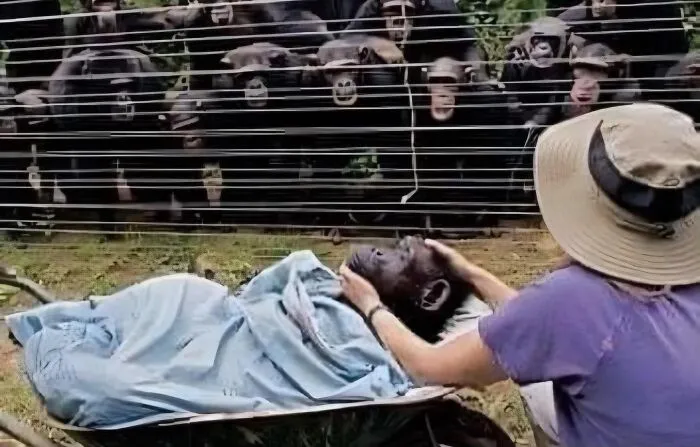 23 Historias reconfortantes que demuestran que no nos merecemos a los animales