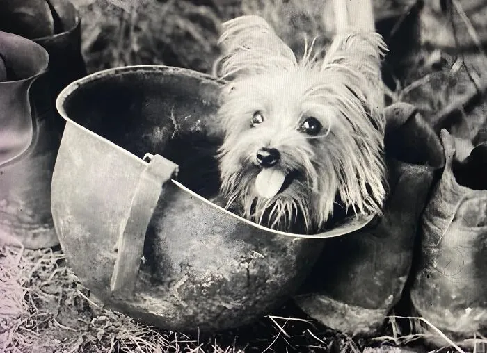 50 Uplifting Posts That Prove We Don’t Deserve Animals, As Shared On This FB Page