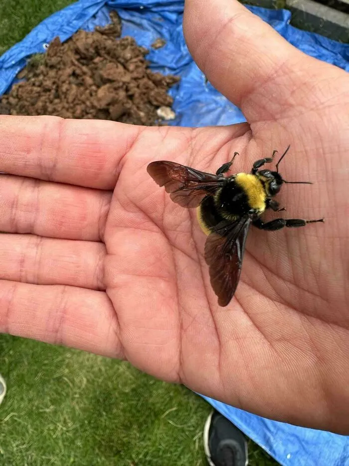 Of A Bumble Bee