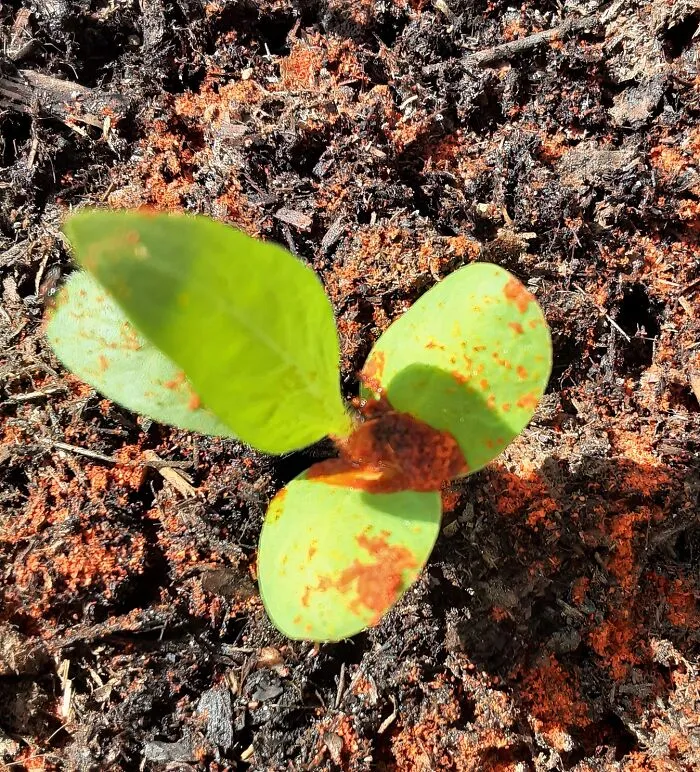 <a Style="Display:inline;" Href="Https://Www.amazon.com/Mccormick-Cayenne-Pepper-Red-Ground/Dp/B001pqmjd4?crid=3omragmupw98r&dib=eyj2ijoimsj9.3pgzrrs5d0o1lyifivmt9mmu5yemwg44b94vypspf3ectiwkgdz4apazq2o5ixrgr6hxkq5pqhnie9xtibwvlqwltagi8qnufpjblhscjbomvbegt8iwe2ssjsokizh4fvgu6ot-Imuwu1voyq548k2wh47ir8zyjjtlo9otlazsqsvksinwm_m7s-Ku1hl6af6k3ipaadmi6rprqchtnas-K9vby2hl6_isqgmwottcbvpmxrumequejphshfegoe1vyx9b2zsbm8dtydt4c93iwrcq0bgxuczd_cyma24.pto89sr7tp9hg-Rcgdu-Rfkns5romiixl1ce6cak4dc&dib_tag=se&keywords=cayenne+pepper&qid=1724047779&s=hpc&sprefix=cayen%2chpc%2c262&sr=1-4&linkcode=ll1&tag=bpparrot-20&linkid=128b0f0fb56ca047fe6416332422f5b5&language=en_us&ref_=as_li_ss_tl" Target="_blank">      <span Style="Font:inherit;color:#d74b1f;"> Cayenne Pepper</Span>  Fights Off Bugs