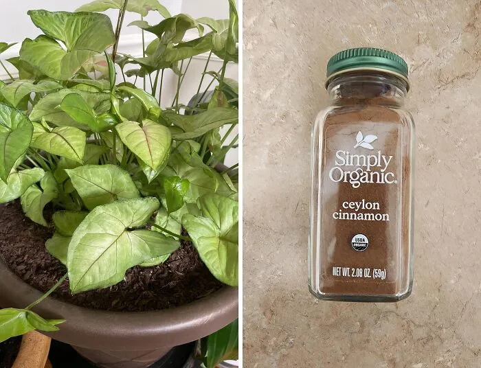 <a Style="Display:inline;" Href="Https://Www.amazon.com/Simply-Organic-Ground-Ceylon-Cinnamon/Dp/B00zk8yixw?crid=as2ip92ro83o&dib=eyj2ijoimsj9.ftgp4t46ddrtgpwfaps01diicvinl22vnynl1_opbb2yv_usoa9-GF-Ngz8tzaa7atg_qsrl1tzbkouxfft3adzqnz5ns2po_diqnoiz6m9pyirxadooltngsiy1uebpquvgi8vsqwn3vhe7daalanegstkqkrc_ymqsifda7syiooryoaljs7xobh73uf-_dhur5xjrsba-Kn8azq0p43158znxrlnwdmyx8ozumjw8vw6r4a99z_sxo_6caoclccf-Qcswn2weqcrrodk6-Gkx5oik9u2ac8qotnbqy7u.wnot4mty_v3beylzuyzyihcdqm-04xppup6hpmginhw&dib_tag=se&keywords=cinamon&qid=1724047944&sprefix=cinam%2caps%2c417&sr=8-5&linkcode=ll1&tag=bpparrot-20&linkid=d3c854d190790e7ade3ba17358071125&language=en_us&ref_=as_li_ss_tl" Target="_blank">      <span Style="Font:inherit;color:#d74b1f;"> Cinnamon</Span>  Can Kill Plant Fungus