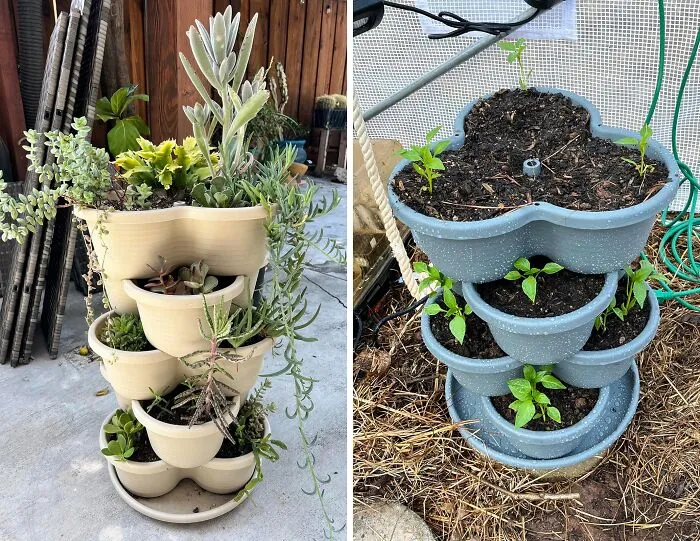  <a Style="Display:inline;" Href="Https://Www.amazon.com/Vivosun-Gardening-Stackable-Stawberries-Vegetables/Dp/B083xmpxgb?crid=14rkjlr461p8w&dib=eyj2ijoimsj9.9gcyhpuily6ci-45yjrefirjojeco7nk8nktoze3l1tld89vsdgcdxsv1pe9vz00gnzjddevxkqz-U09fu7qr06nnrjcb8d1bkz_jocz0qoqvsy2acbgtrrhwaconq020t-Y1cyeacau4ntxqm54mxiqgbtymgp2kxn3tne8-6knn1cd1tko2fqlzsves86rezddmysvswfdg6qyzjx1rhxhhby0xgoywn4kjxtmztbgm3efzqyb7cjxa_7d0ehzuvxtdowtqd-Gqzkc8hunn4ngmsqwyqwj179lsekgjgo.bp83fovdvkir4mt2cnp1s2xc0k4bgbvw7ax_aiyykzy&dib_tag=se&keywords=vertical%2bplanter&qid=1724050483&sprefix=vertincal%2bplan%2caps%2c256&sr=8-6&th=1&linkcode=ll1&tag=bpparrot-20&linkid=6c3dbcf3f47a4283c91bc7ad68622ec3&language=en_us&ref_=as_li_ss_tl" Target="_blank">     <span Style="Font:inherit;color:#d74b1f;"> Plant Towers</Span> Can Help You Save Space