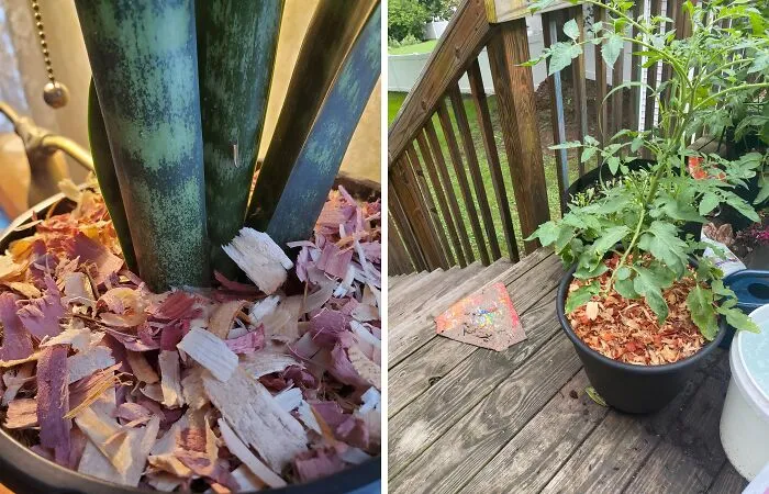 <a Style="Display:inline;" Href="Https://Www.amazon.com/Natural-Shavings-Outdoors-Indoor-Bedding/Dp/B089ddkdym?crid=3ngllvjw1ovkp&dib=eyj2ijoimsj9.eb5rgyituemcq6aombjut6v9jp_i75eir7z9z5qdurc1ohxwwitksoabqaz_atry3igjidzhjd-Ax5oie9wvakxyxeylchbiyqqoule2qgzvqn79yl0hfac1uprgamtp61tedsadgl9ytezdmmdpd5kxwaonfoevarkaxoeaa-Gj5tfi1spoxlbnmewjjtec7xnuhkh0svczbajtt_eykppdojmtobuuttbwyqro-Iih9oln1duq805ipu9uqpn2yy7gj_oihy2d-Ojjzqp6epr-4pf1wd2prwgjtzepthm.uq9hdv8j3w7cyamtatu40fvcjcwjfg_r8mbxfkp8fo0&dib_tag=se&keywords=mulch&qid=1724046739&sprefix=mulc%2caps%2c277&sr=8-8&linkcode=ll1&tag=bpparrot-20&linkid=2d2d4f967373e716d39b04e70c2dc2f9&language=en_us&ref_=as_li_ss_tl" Target="_blank">     <span Style="Font:inherit;color:#d74b1f;"> Mulch </Span>  Is An Essential Pot Filler