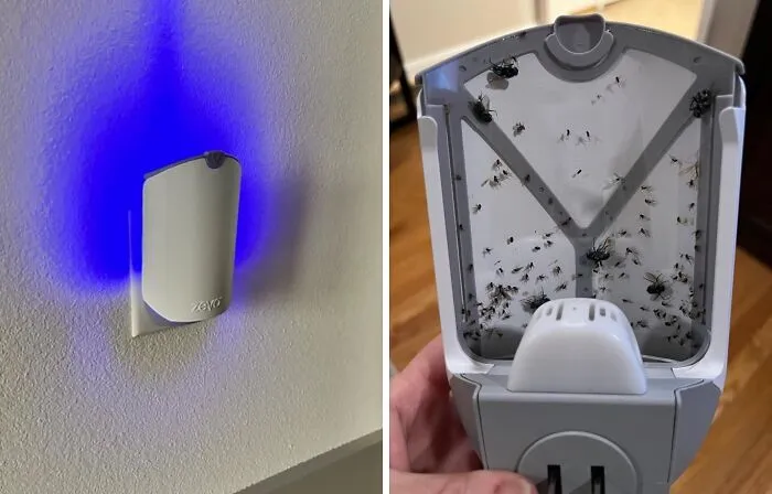 Buzz Off, Bugs! This <a Style="Display:inline;" Href=" Https://Www.amazon.com/Electric-Flying-Insect-Trap-Starter/Dp/B07t869rny?ie=utf8&linkcode=ll1&tag=bpkiwi-20&linkid=752b34ba0d500900044c0ad4297eab68&language=en_us&ref_=as_li_ss_tl" Target="_blank">     <span Style="Font: Inherit; Color: #d74b1f;"> Insect Trap</Span> Will Make Your Home A No-Fly Zone