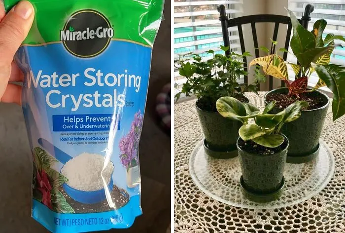 Your Plants Will Be Singing "Thank You For Being A Friend" With These <a Style="Display:inline;" Href=" Https://Www.amazon.com/Miracle-Gro-Water-Storing-Crystals-12-Ounce/Dp/B0042yyvyg?ie=utf8&th=1&linkcode=ll1&tag=bpkiwi-20&linkid=281cc69b3c3ab82925d09a6fa7254460&language=en_us&ref_=as_li_ss_tl" Target="_blank">     <span Style="Font: Inherit; Color: #d74b1f;"> Miracle-Gro Water Storing Crystals</Span>