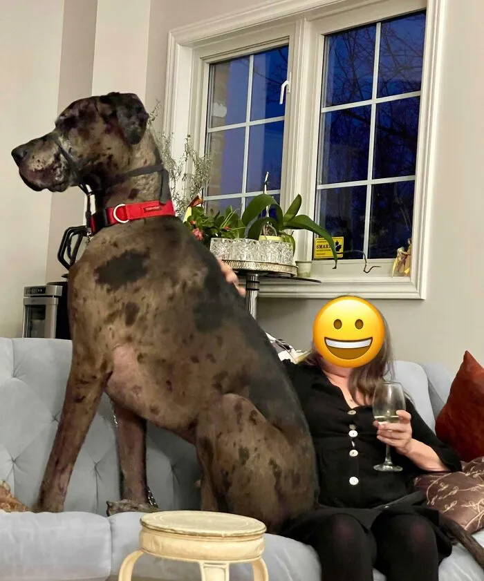 La diferencia de tamaño entre mi tía y su perro