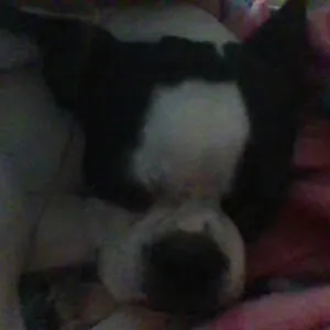 HALOX_X