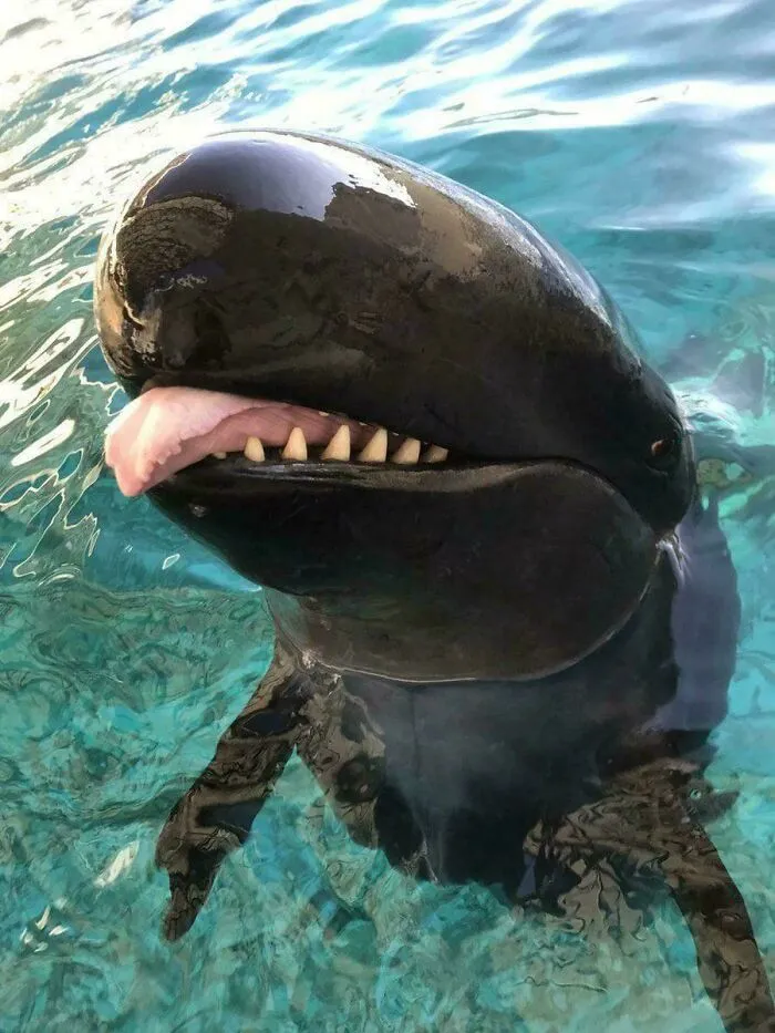 "Ballena con expresión peculiar en agua cristalina, mostrando sorpresa de la naturaleza."