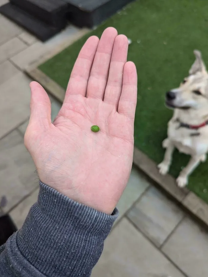 Should I Soak The Olive Or Turn It Into Oil?