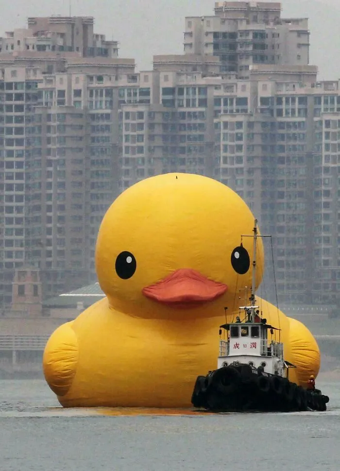 Of A Rubber Duck