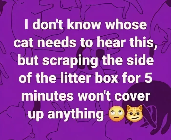 50 Hilarious Cat Memes That Capture Feline Attitude Perfectly, Courtesy Of This FB Page (New Pics)