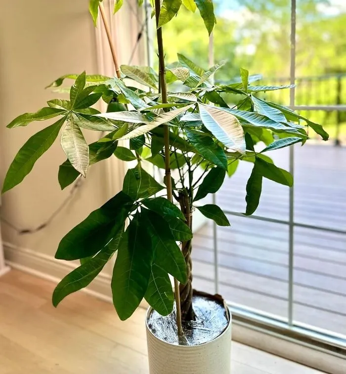 Money Doesn’t Grow On Trees, Right? Not Anymore, Get A<a Style="Display:inline;" Href=" Https://Www.amazon.com/Costa-Farms-Pachira-Premium-16-Inches/Dp/B07g853d6n?crid=cql9gqbq7o5f&dib=eyj2ijoimsj9.-Kgfztool_g_-Zlieuxwy7lk-Fwgwkpabf0iwxvkxeycgifzouezeappj57kejmqvywd0cfu2c7ex9gtf6e8gguryd6fned5degqscmxbo7ydl_tjrc2vsrckkg3noa4vzcup7njecqf3e9-T1un0textnwbvcqbtghjcneposhkffwjgiuyuar74j7gdcuxdnrl8bbg8cqhzviiwh5iyimcazhmtbp_zudd8x8pobixhyga3w2ld2afypaljemvor2rel64ee9l9ye_mqpdkpwm2xqhdksqtufjik_3klk.lc_-Gnc05cur-Szqlx0pzsicg5zxs4tod_wbq40ncsg&dib_tag=se&keywords=money+tree&qid=1724662033&sprefix=money+tree%2caps%2c239&sr=8-5&linkcode=ll1&tag=bpwasp-20&linkid=615463be123d04660aa59f6d4e6ba4f2&language=en_us&ref_=as_li_ss_tl" Target="_blank"> <span Style="Font:inherit;color:#d74b1f;"> Money Tree</Span> To Summon Wealth!