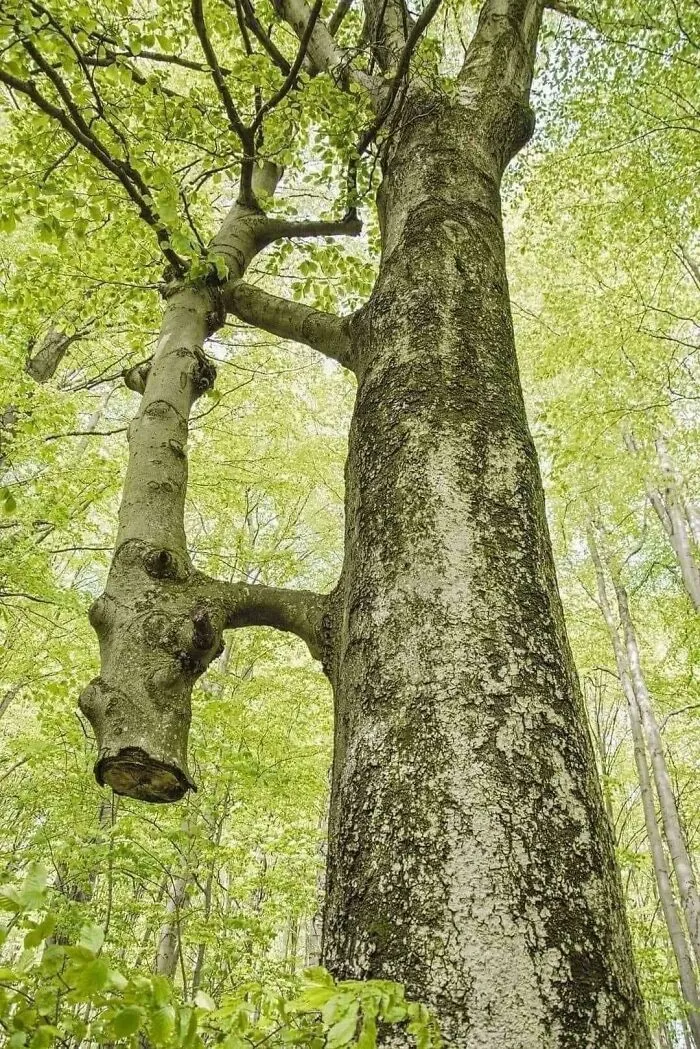 El árbol de la izquierda fue cortado hace unos años, pero se ha mantenido vivo gracias al árbol que tiene justo al lado