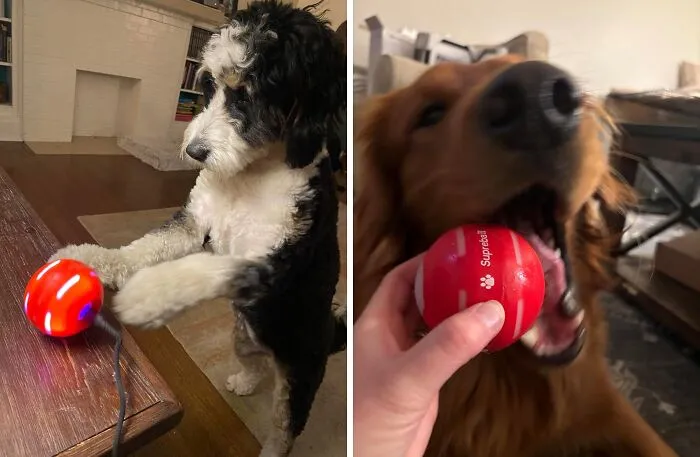 Your Pup Will Think It's Playtime All The Time With This <a Style="Display:inline;" Href="Https://Www.amazon.com/Gp/Product/B08c9phwfc?&linkcode=ll1&tag=bpwalrus-20&linkid=b31b512c59c21286e351e690253fbd34&language=en_us&ref_=as_li_ss_tl " Target="_blank">     <span Style="Font: Inherit; Color: #d74b1f;"> Petdroid Interactive Dog Toy</Span> - It's Like Having A Furry Little Workout Buddy