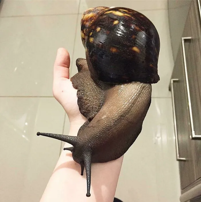 Hogarth, mi caracol unidad absoluta