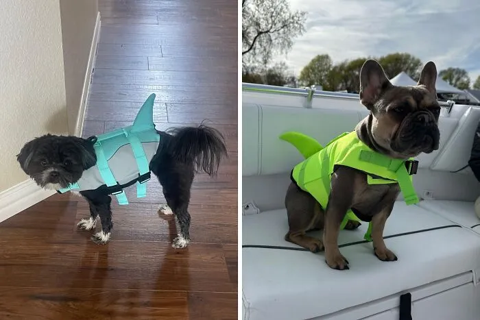 From Pool Parties To Beach Days — A <a Style="Display:inline;" Href=" Https://Www.amazon.com/Emust-Jackets-Adjustable-Ripstop-Swimming/Dp/B09mw5nvdr?th=1&linkcode=ll1&tag=bpbear-20&linkid=2e4fd71590cac22f7fb3c82446e82389&language=en_us&ref_=as_li_ss_tl " Target="_blank"><span Style="Font:inherit;color:#d74b1f;"> Shark Life Jacket</Span> That Keeps Your Dog Safe And The Center Of Attention